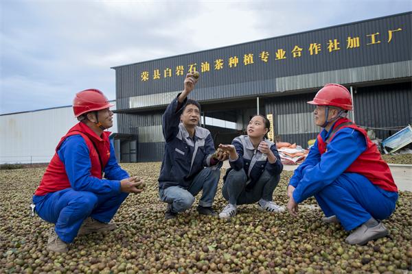 國(guó)網(wǎng)榮州供電公司：油茶花開榨油香 電力護(hù)航動(dòng)力足